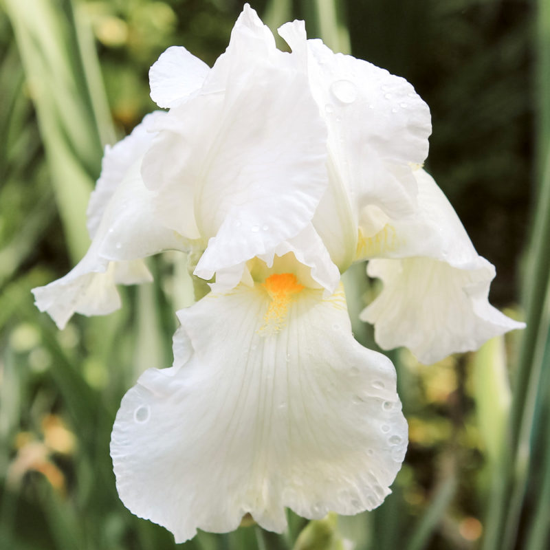 IRIS BARBATA-ELATIOR ‘CLIFFS OF DOVER’ (SCHWERTLILIE)