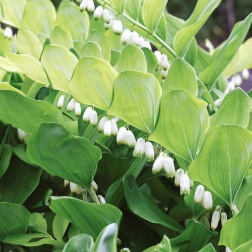 Polygonatum x hybridum ‘Weihenstephan’ Hohes Salomonssiegel Stauden Mehrjährige Pflanzen