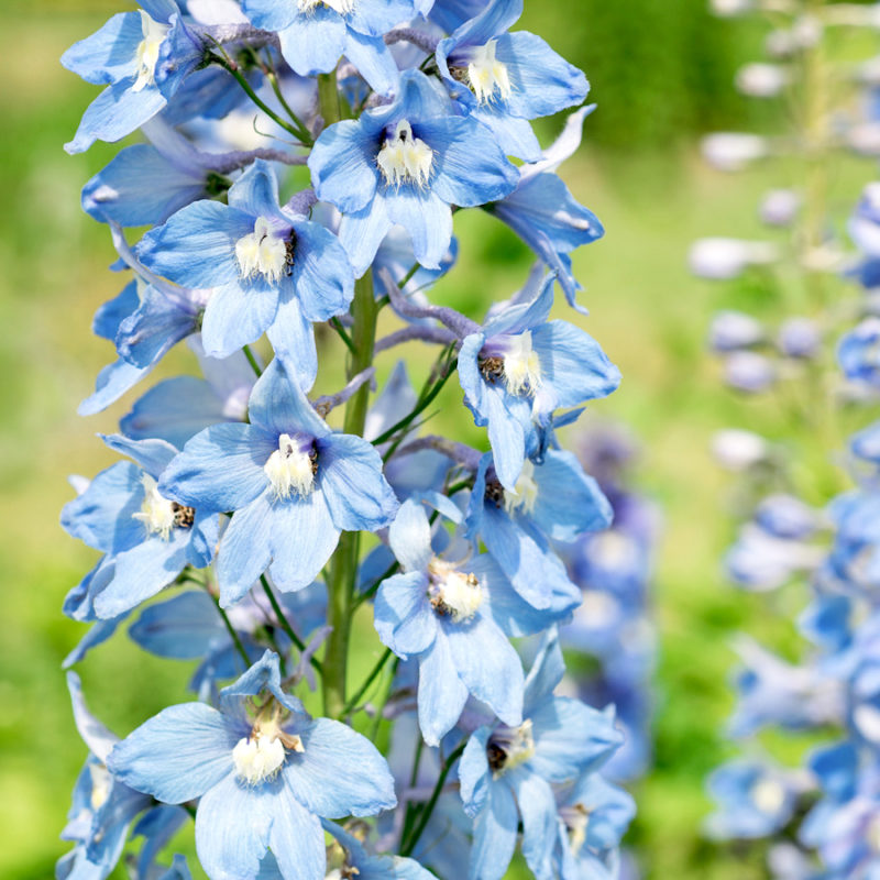 DELPHINIUM ELATUM-HYBRIDE ‘SOMMERWIND’ (HOHER GARTEN-RITTERSPORN) Staude, Mehrjährige Pflanze