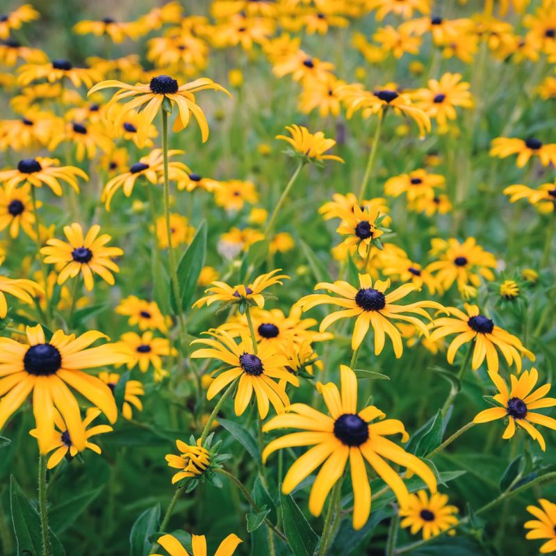 Rudbeckia fulgida var. sullivantii ‘Goldsturm’ Sonnenhut Stauden Mehrjährige Pflanzen