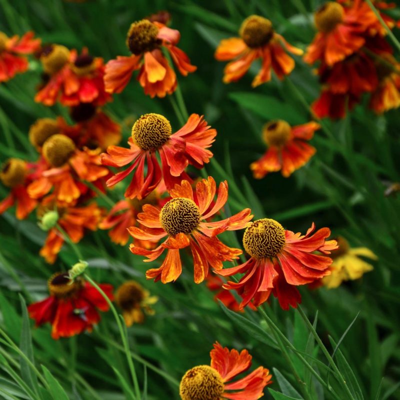 Helenium Hybride ‘Moerheim Beauty’ Sonnenbraut, Stauden, Mehrjährige Pflanzen