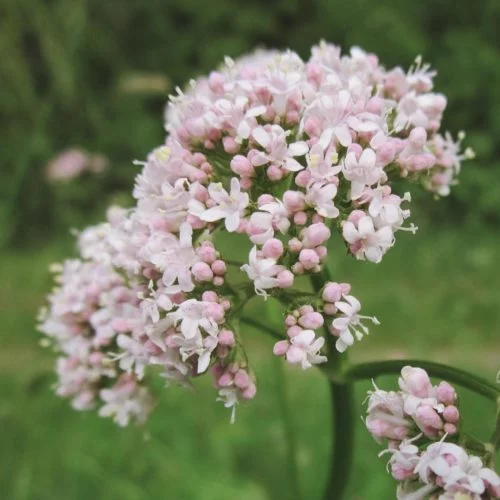 Valeriana officinalis (Echter Baldrian)