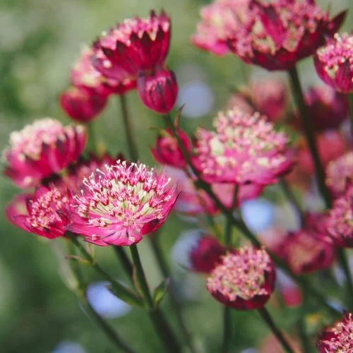 Astrantia major ‘Sparkling Stars Red’/'Moulin Rouge' Sterndolde Staude Mehrjährige Pflanze