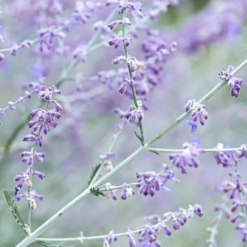 Perovskia atriplicifolia ‘Blue Spire’ Blauraute Stauden Mehrjährige Pflanze