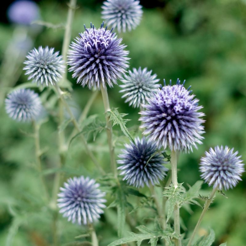 Echinops ritro Kugeldistel Stauden Mehrjährige Pflanzen