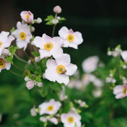 Anemone tomentosa ‘Robustissima’ Herbstanemone Stauden Mehrjährige Pflanzen