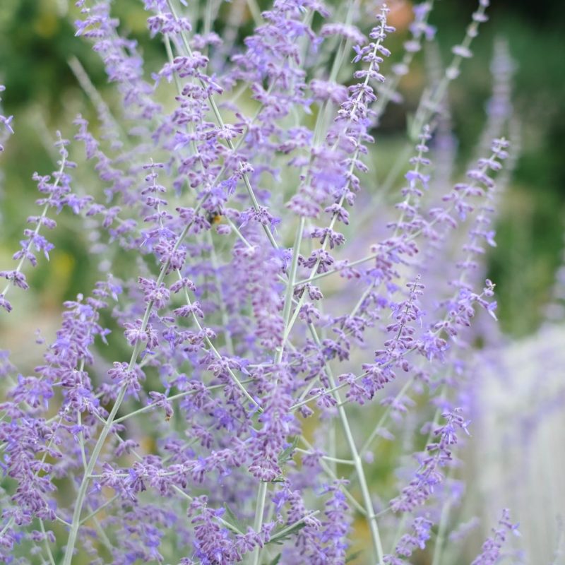 Perovskia atriplicifolia ‘Blue Spire’ Blauraute Stauden Mehrjährige Pflanze