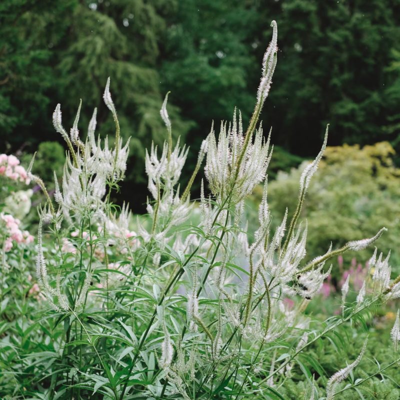 Veronicastrum virginicum ‘Diana’ Kandelaber-Ehrenpreis Stauden Mehrjährige Pflanzen