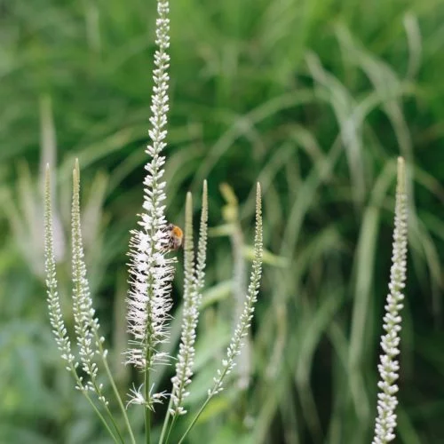 Veronicastrum virginicum ‘Diana’ Kandelaber-Ehrenpreis Stauden Mehrjährige Pflanzen