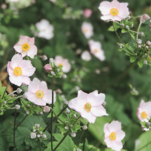 Anemone hupehensis 'September Charme' Stauden Mehrjährige Pfanze