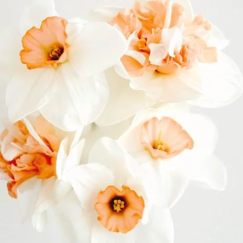 NARZISSENKOLLEKTION APRICOT CREAM Blumenzwiebeln