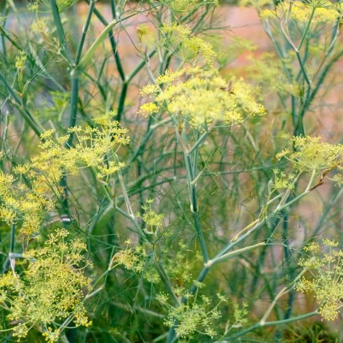 Saatgut, Blumensamen, Einjährige, Begleitblumen