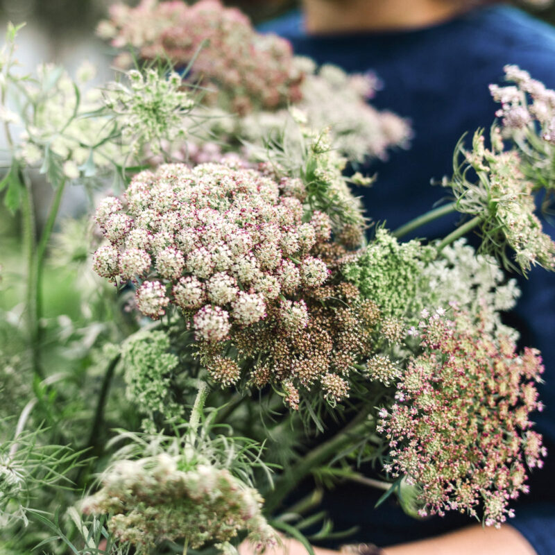 Daucus carota 'Dara' (Wilde Möhre)