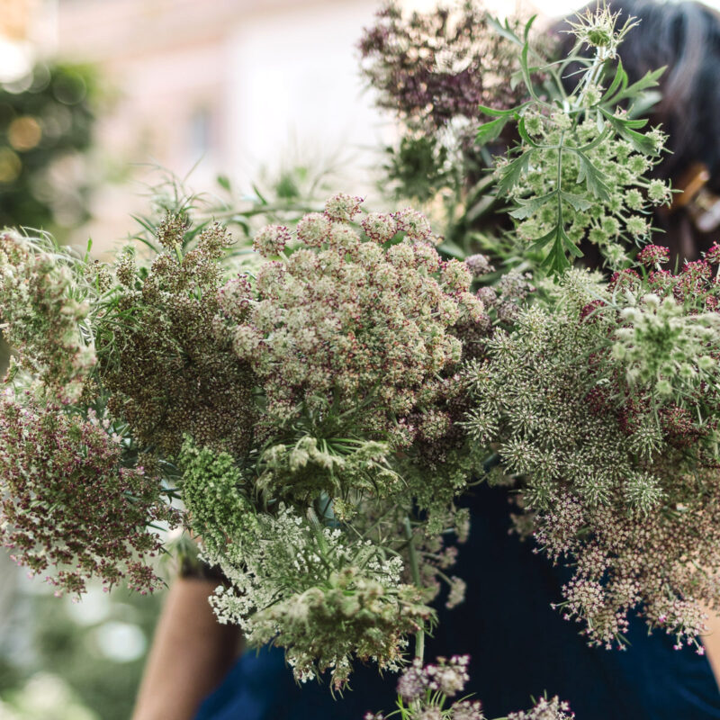 Schnittblume Daucus carota 'Dara' (Wilde Möhre)