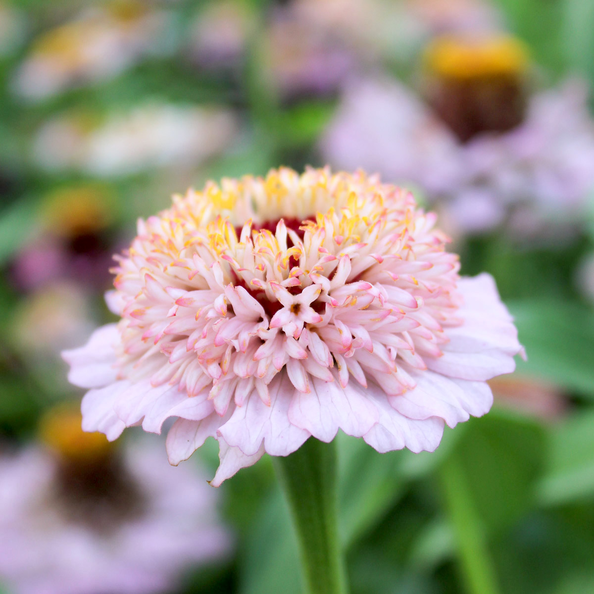 Zinnia elegans 'Zinderella Lilac' (Zinnia)