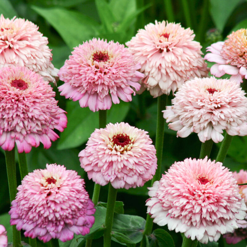 Blueten von Zinnia elegans Zinderella Lilac (Zinnie) im Beet