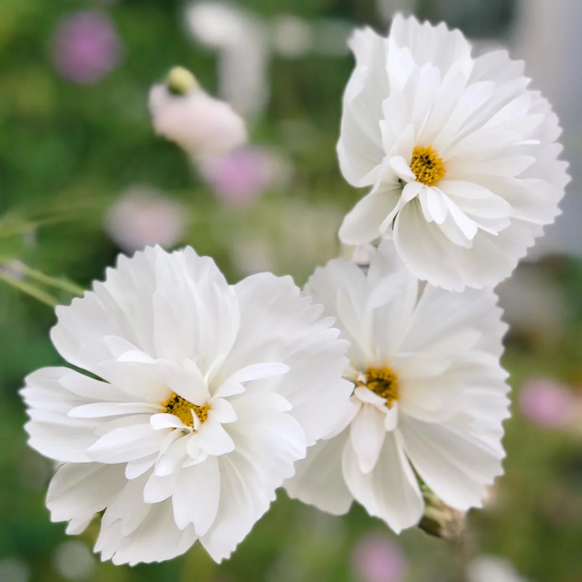 Saatgut, Blumensamen, Einjährige, Schnittblumen