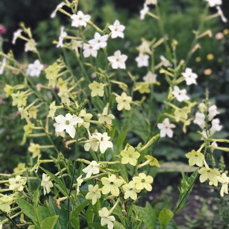 Saatgut, Blumensamen, Einjährige, Begleitblumen