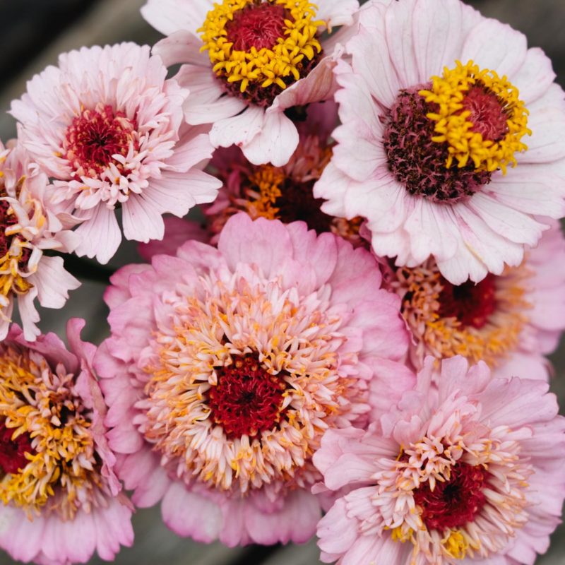 Blumensamen, Saatgut, Einjährige, Schnittblumen