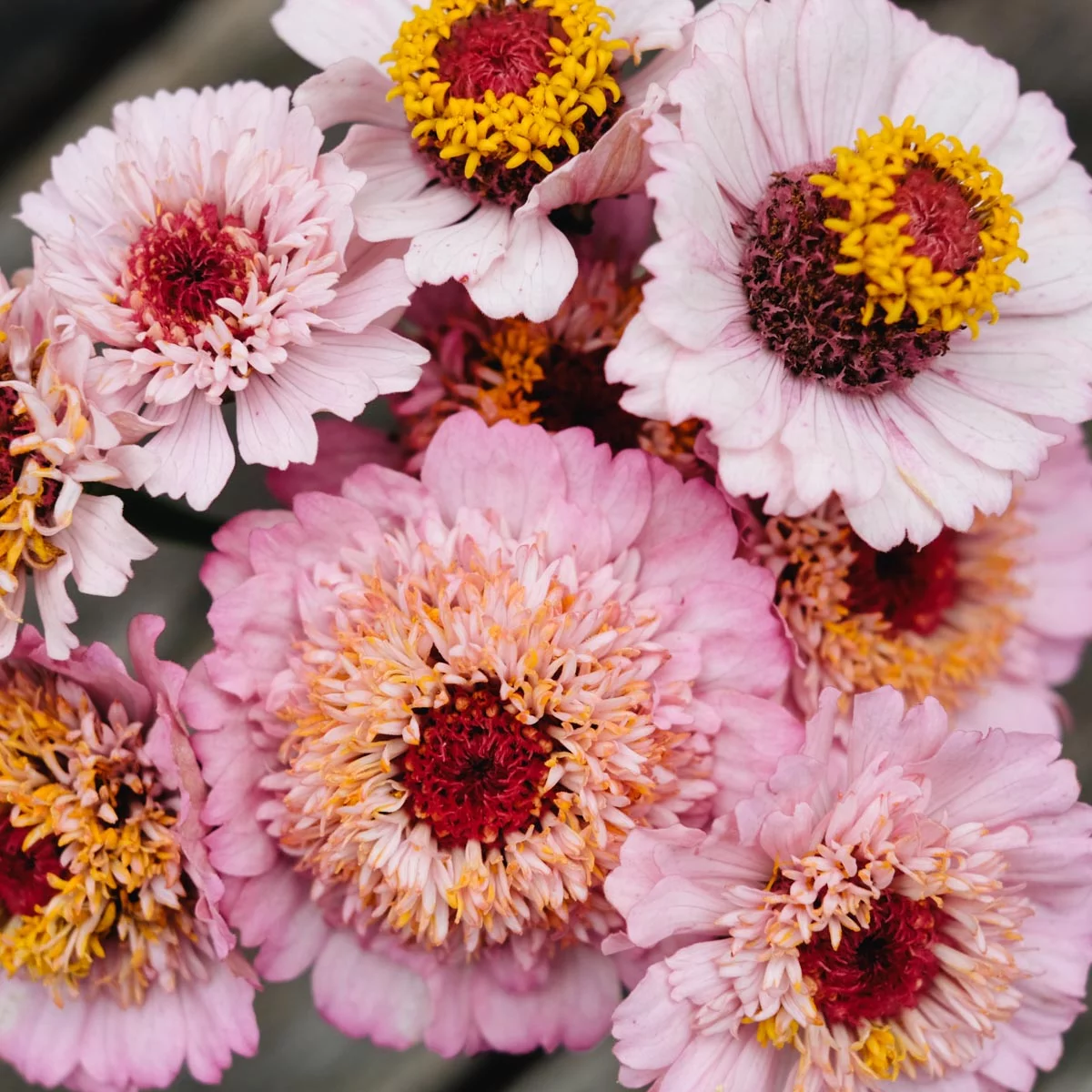 Blumensamen, Saatgut, Einjährige, Schnittblumen