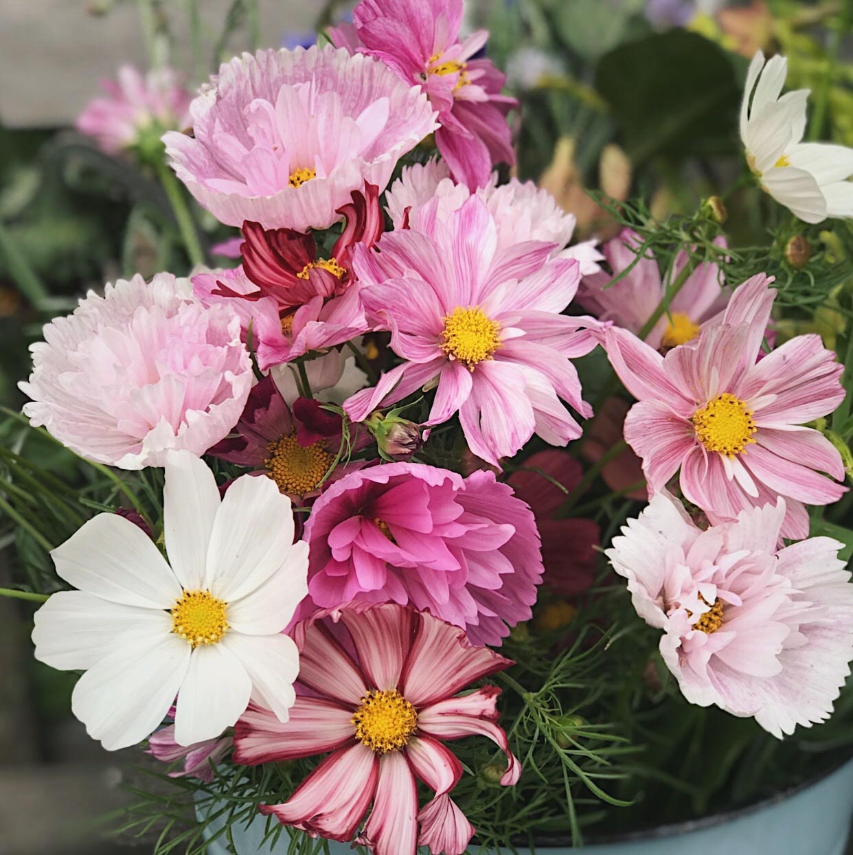 Saatgut, Blumensamen, Schnittblumen