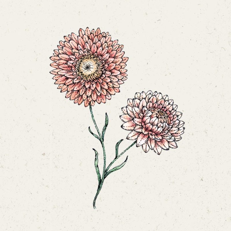 Samentütchen, Saatgut, Blumensamen, Illustration Rekersdrees, Zeichnung