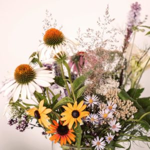 Echinacea, Aster, Waldschmiele, Sonnenhut, Blumen-Dost