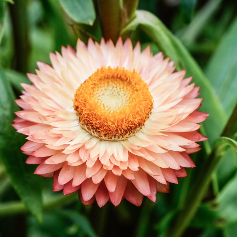 Nahaufnahme Bluete Helichrysum bracteatum ‘Salmon Rose’ (Strohblume)