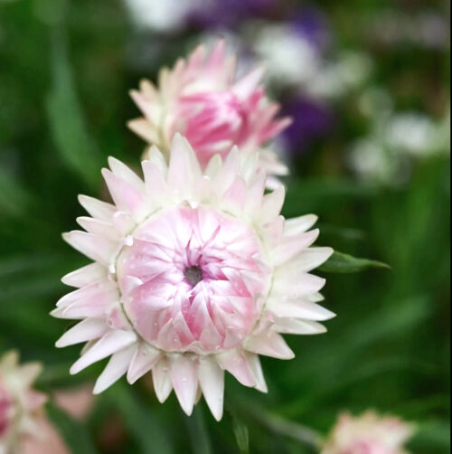 Helichrysum bracteatum ‘Silvery Rose’ (Strohblume) in Nahaufnahme