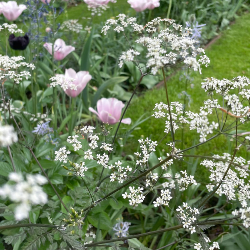 Wiesenkerbel Ravenswing