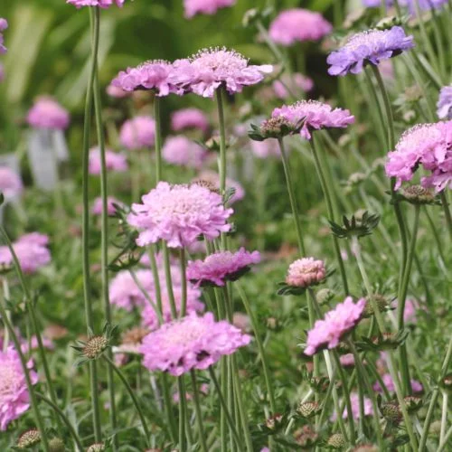 Scabiosa columbaria ‘Pink Mist’ Tauben-Skabiose, Stauden, Mehrjährige Pflanzen