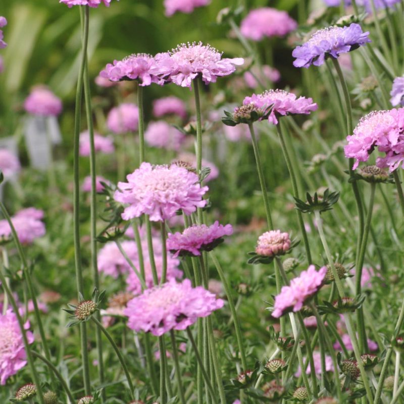 Scabiosa columbaria ‘Pink Mist’ Tauben-Skabiose, Stauden, Mehrjährige Pflanzen