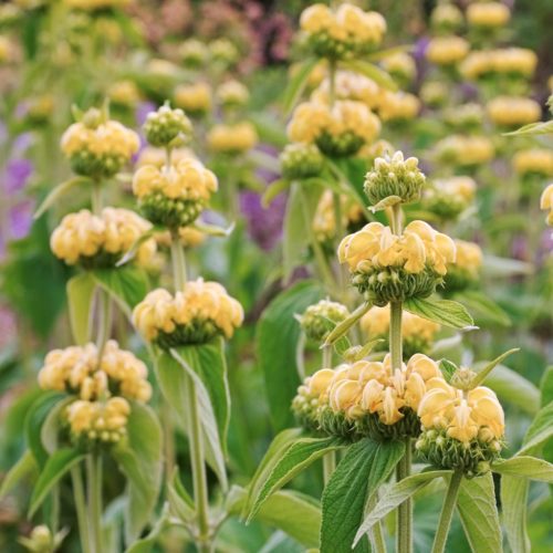 Phlomis russeliana Brandkraut Stauden Mehrjährige