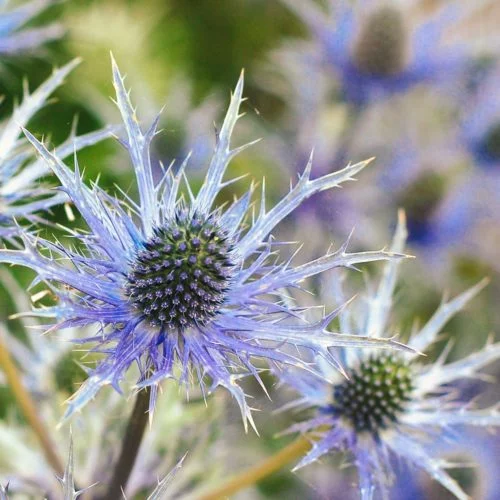 Echinops ritro Kugeldistel Stauden Mehrjährige