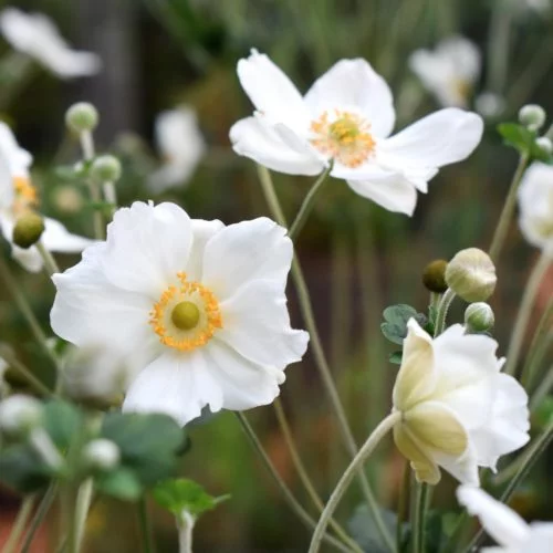 Anemone Japonica-Hybride ‘Honorine Jobert’ Herbstanemone Stauden Mehrjährige Pflanzen