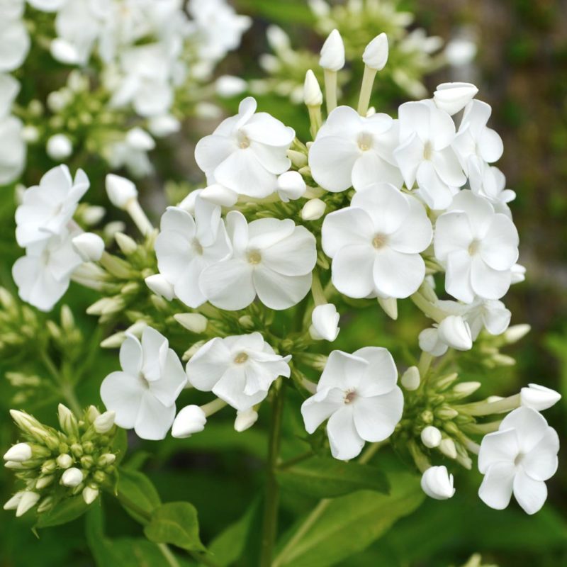 Phlox amplifolia ‘David’ Großblatt-Phlox Stauden Mehrjährige Pflanzen