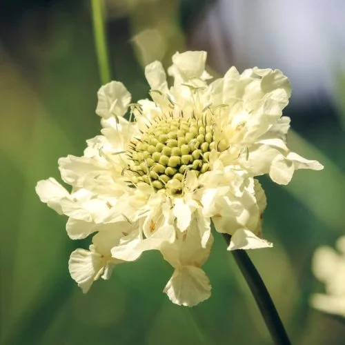 Cephalaria gigantea Riesen Schuppenkopf Stauden Mehrjährige Pflanzen