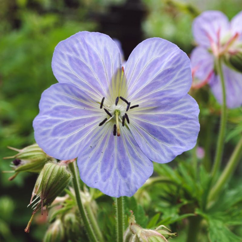 Geranium pratense ‘Mrs. Kendall Clark’ (Storchschnabel)