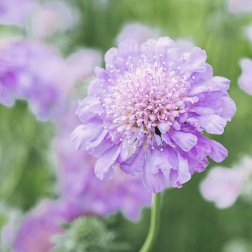 Scabiosa columbaria Tauben-Skabiose Stauden Mehrjährige Pflanzen