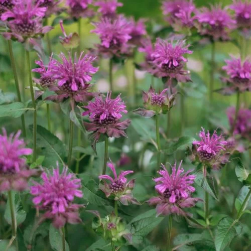 Monarda Fistulosa-Hybride ‘Scorpion’ Garten-Indianernessel Stauden Mehrjährige