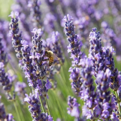 Lavandula angustifolia ‘Hidcote Blue’ Garten-Lavendel Stauden Mehrjährige Pflanzen