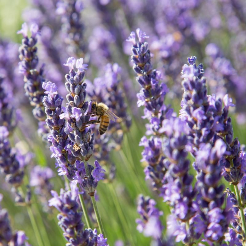 Lavandula angustifolia ‘Hidcote Blue’ Garten-Lavendel Stauden Mehrjährige Pflanzen