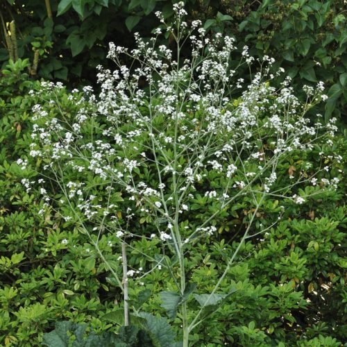 Crambe cordifolia Riesen-Schleierkraut Stauden Mehrjährige Pflanzen