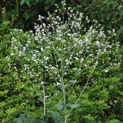 Crambe cordifolia Riesen-Schleierkraut Stauden Mehrjährige Pflanzen