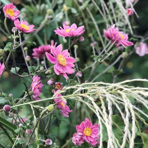 Anemone Japonica-Hybride ‘Pamina’ Herbstanemone Stauden Mehrjähige Pflanzen