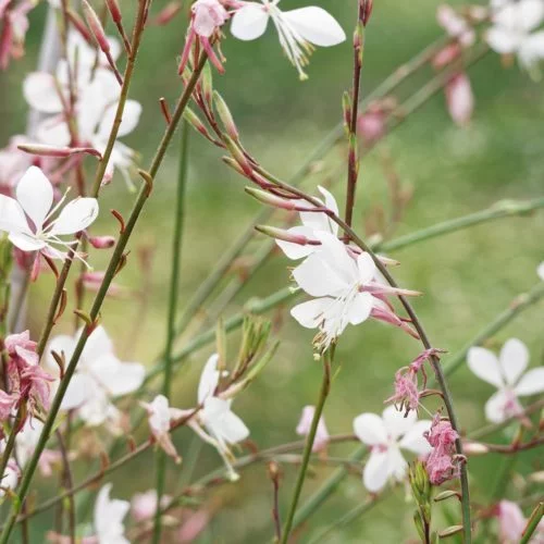 Gaura lindheimeri Prachtkerze Stauden Mehrjährige