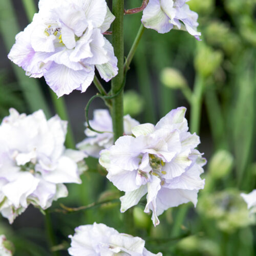 Delphinium consolida 'Fancy Smokey Eyes' (larkspur)