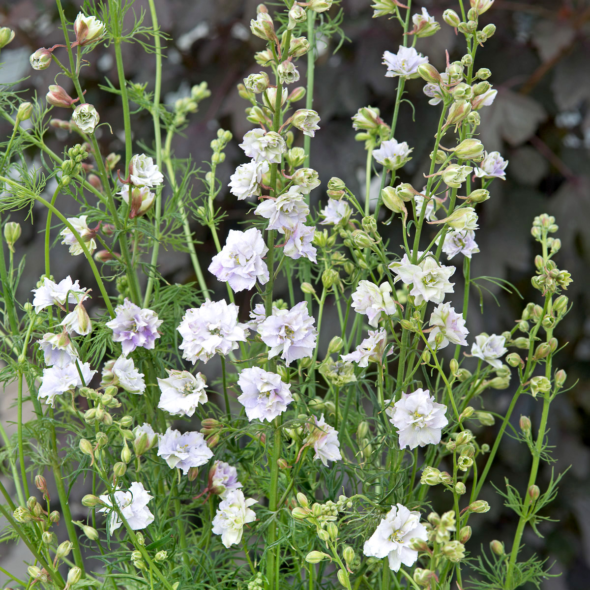 Delphinium consolida ‘Fancy Smokey Eyes’ (Rittersporn)