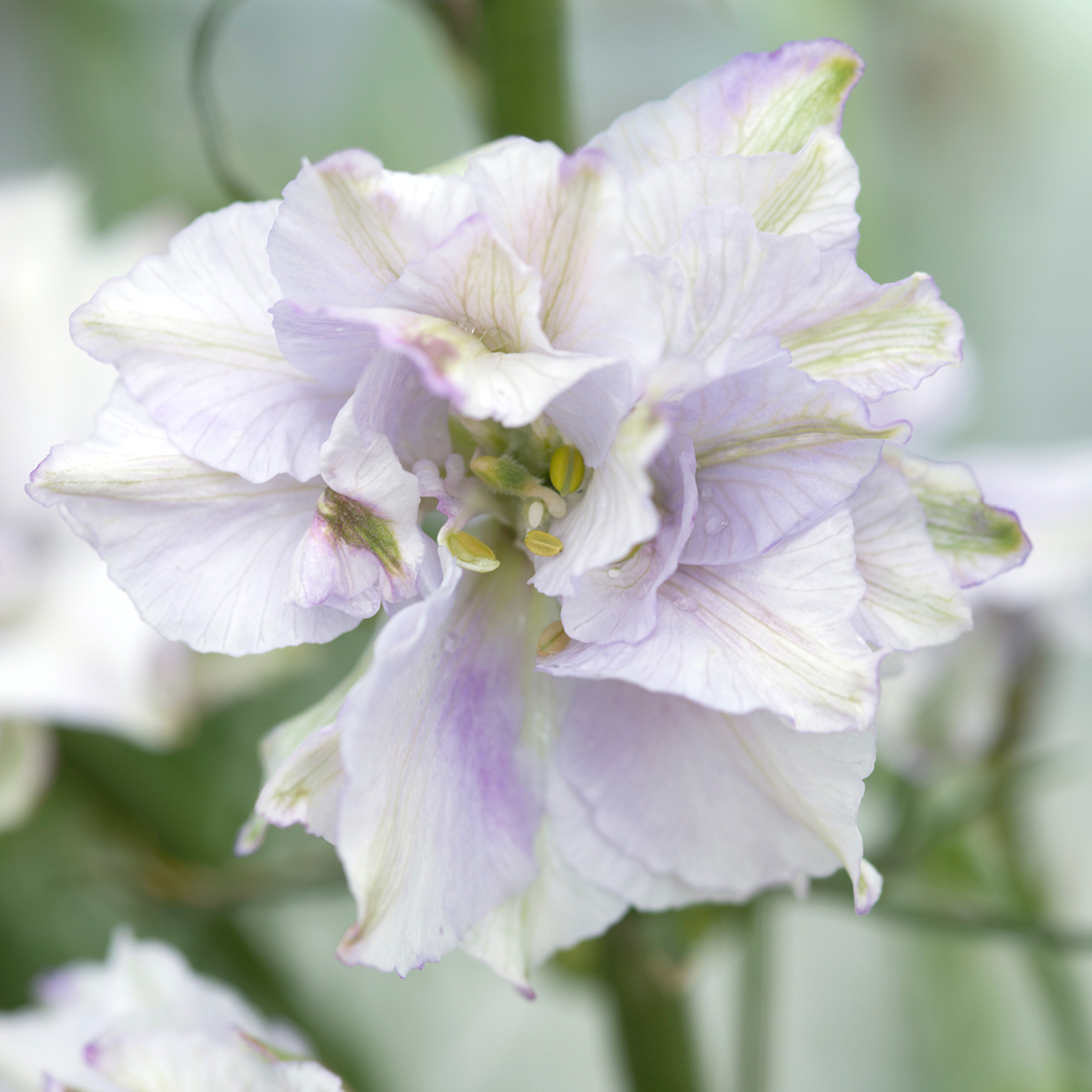 Rittersporn, Saatgut, Einjährige, Schnittblume, Cool Flower, Schnittblume, Trockenblume, Blumensamen