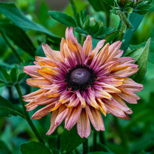 RUDBECKIA ‘SAHARA’ (SONNENHUT) Saatgut Blumensamen Anzucht Ansaat